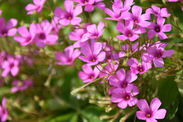 Obraz premium pink flowers in the garden