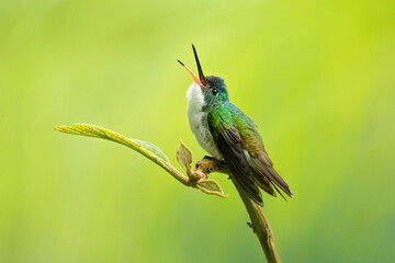 Fototapeta na wymiar Andean emerald (Uranomitra franciae) is a species of hummingbird in the 