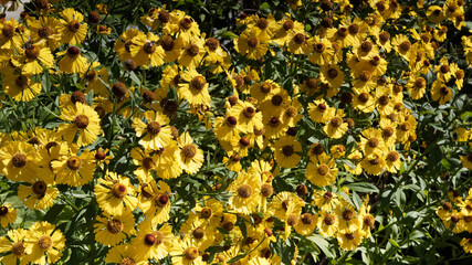 Helenium (x) autumnale | Hélénies d'automne à floraison buissonnante jaune canari autour d'un...