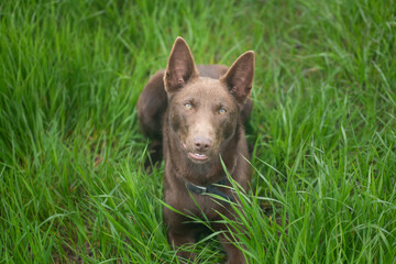 Australian kelpie surrounded by green grass looking at the camera.