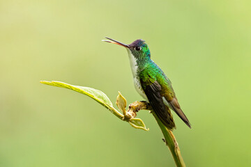 Fototapeta premium Andean emerald (Uranomitra franciae) is a species of hummingbird in the 