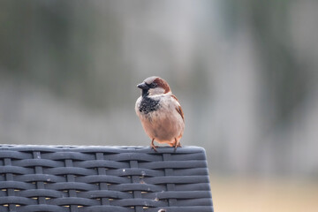 Close up of sparrow sitting on outdoor furniture.
