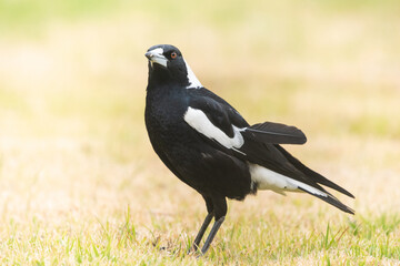 Obraz premium Australian magpie standing on dry grass.