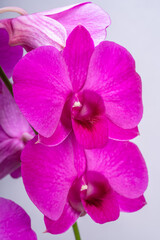 Naklejka na ściany i meble Blooming Bunch of Pink orchid isolated on white background.