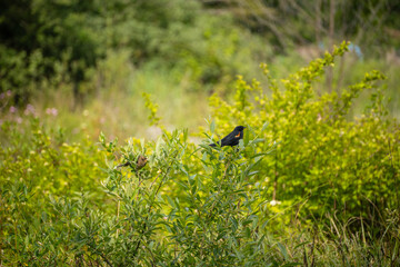 Red-winged blackbird