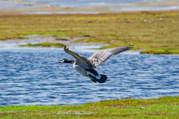 Barnacle Goose (Branta leucopsis) in Barents Sea coastal area
