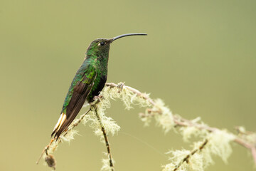 Mountain velvetbreast (Lafresnaya lafresnayi) is a species of hummingbird in the 