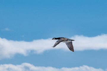 Barnacle Goose (Branta leucopsis) in Barents Sea coastal area