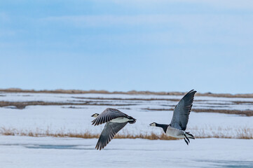 Barnacle Geese (Branta leucopsis) in Barents Sea coastal area
