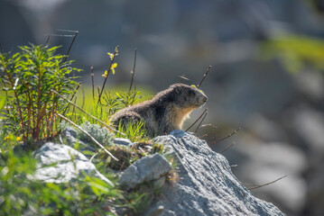 Marmotte