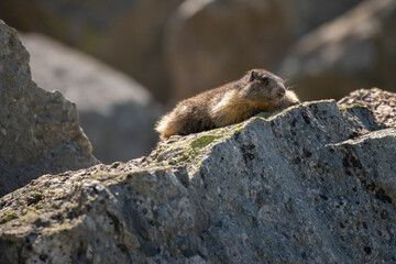 Marmotte