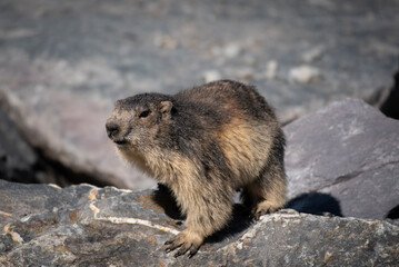 Marmotte