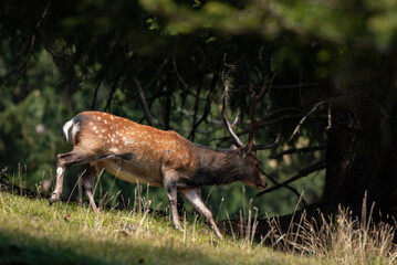 Cerf 