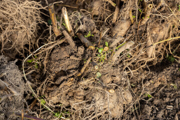 dahlia tubers just lifted for overwintering