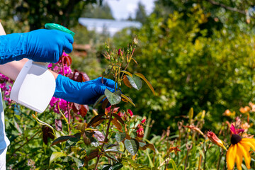 treatment in the garden of young shoots of roses from aphids, whiteflies and insect pests