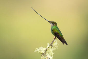 Sword-billed hummingbird (Ensifera ensifera), also known as the swordbill, is a neotropical species of hummingbird from the Andean regions of South America.