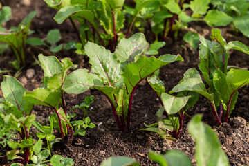 Young, sprouted beet growing in open ground flat bed into the garden. Growing vegetables at home.