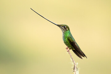 Fototapeta premium Buff-tailed coronet (Boissonneaua flavescens) is a species of hummingbird in the 