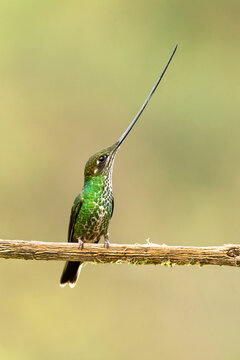 Sword-billed hummingbird (Ensifera ensifera), also known as the swordbill, is a neotropical species of hummingbird from the Andean regions of South America.