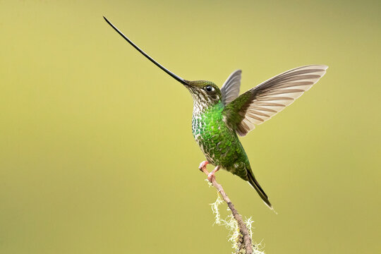 Sword-billed hummingbird (Ensifera ensifera), also known as the swordbill, is a neotropical species of hummingbird from the Andean regions of South America.