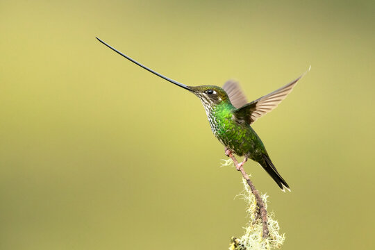 Sword-billed hummingbird (Ensifera ensifera), also known as the swordbill, is a neotropical species of hummingbird from the Andean regions of South America.