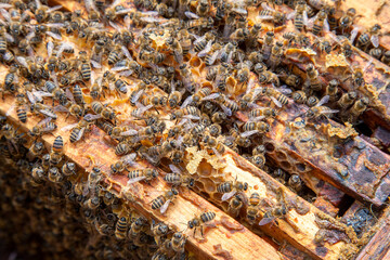 Open hive showing the bees swarming on a honeycomb..