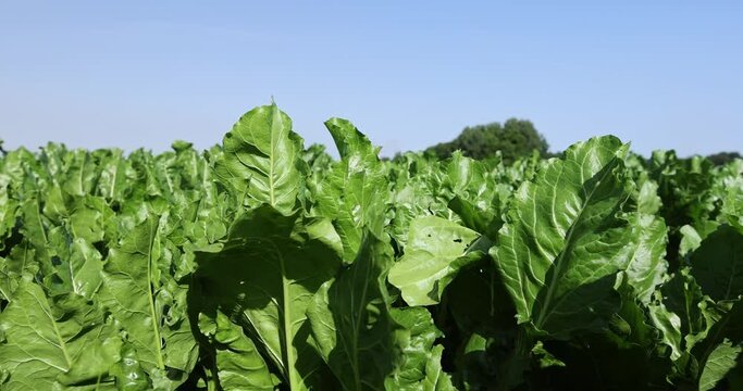 Growing beets in an agricultural field, beets in a field that is used for cooking and in industry