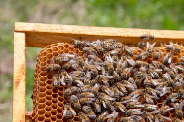 Working bees in a hive on honeycomb. Close up view of the working bees on honeycomb. .