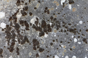 Large old rock covered with moss. Natural stone texture close up. Abstract organic background.