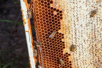 Working bee on the honeycomb with sweet honey..