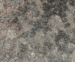 Natural stone close up. An old big mossy rock texture. Organic abstract background in grey color palette.