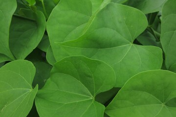 green leaves background
