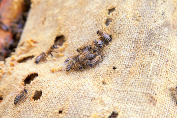 Bees swarming on vintage textile background..