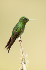 Fototapeta na wymiar Buff-tailed coronet (Boissonneaua flavescens) is a species of hummingbird in the 