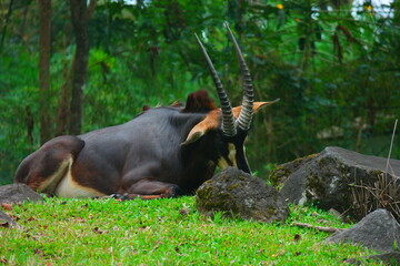 Gemsbok or Oryx gazella at Prigen Safari Garden, Indonesia