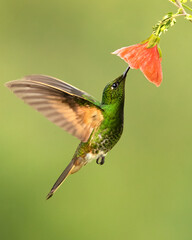 Buff-tailed coronet (Boissonneaua flavescens) is a species of hummingbird in the "brilliants", tribe Heliantheini in subfamily Lesbiinae. It is found in Colombia, Ecuador, and Venezuela.