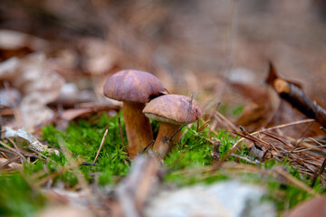 Double mushroom imleria badia commonly known as the bay bolete or boletus badius growing in pine tree forest..