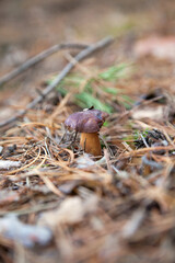 Imleria badia or Boletus badius commonly known as the bay bolete growing in pine tree forest..