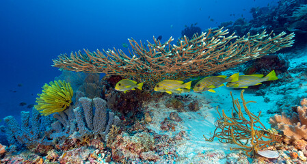 Fototapeta na wymiar Reef scenic with ribbon sweetlips, Plectorhinchus polytaenia, Raja Ampat Indonesia.