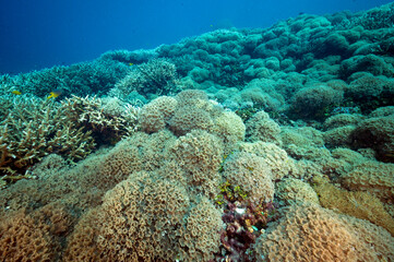 Reef scenic with Goniopra stony corals Raja Ampat Indonesia.