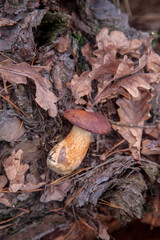 Wild edible bay bolete known as imleria badia or boletus badius mushroom on old hemp in pine tree forest..