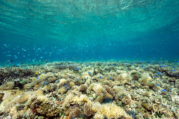 Naklejka na ściany i meble Reef scenic with Acropora stony corals, Raja Ampat Indonesia.