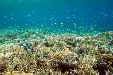 Reef scenic with Acropora stony corals, Raja Ampat Indonesia.