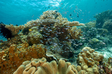 Reef scenic with Sarcophyton sp., Raja Ampat Indonesia.