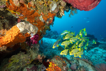Reef scenic with ribbon sweetlips, Plectorhinchus polytaenia, Raja Ampat Indonesia.
