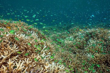Naklejka na ściany i meble Reef scenic with blue damsels, Chromis viridis, over Acrapora stony corals, Raja Ampat Indonesia.