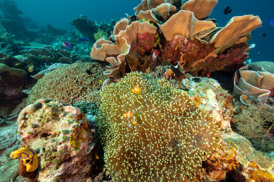 Common clown fishes, Amphiprion ocellaris, and magnificient sea anemone, Heteractis magnifica, Raja Ampat Indonesia.