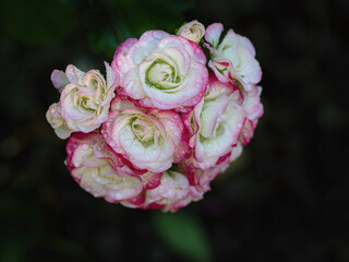 kleine Mini Pelargonium Blüten, wie Röschen