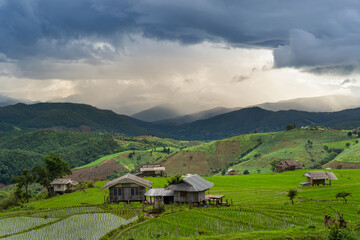 View of lush green paddy field is a flooded parcel of land for growing rice during the rice growing season.