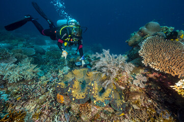 Naklejka na ściany i meble Biologist examining a giant clam, Tridacna gigas, Raja Ampat Indonesia.
